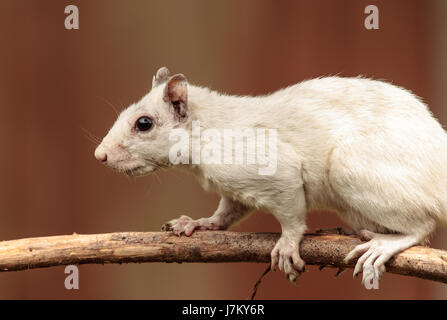 Uno scoiattolo bianco - un Orientale scoiattolo grigio affetti da Leucism (mancanza di pigmentazione) Foto Stock