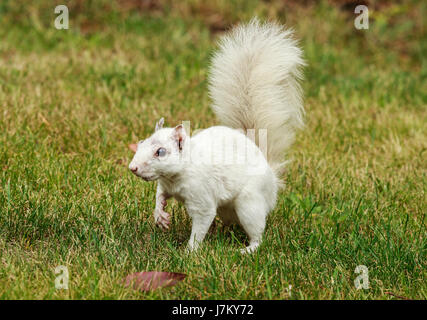 Uno scoiattolo bianco - un Orientale scoiattolo grigio affetti da Leucism (mancanza di pigmentazione) Foto Stock