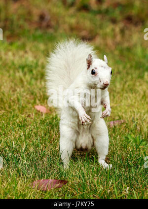 Uno scoiattolo bianco - un Orientale scoiattolo grigio affetti da Leucism (mancanza di pigmentazione) Foto Stock