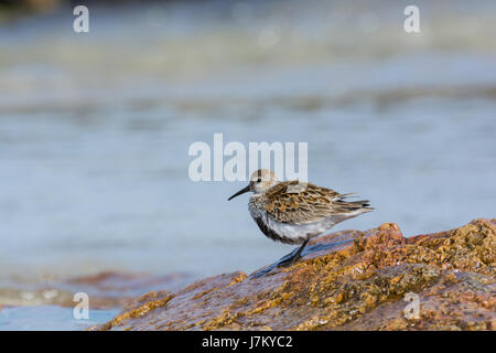 Un solitario Dunlin sulla spiaggia di Baia Feall Isola di Coll Scozia Scotland Foto Stock