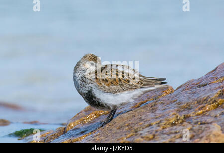 Un solitario Dunlin sulla spiaggia di Baia Feall Isola di Coll Scozia Scotland Foto Stock