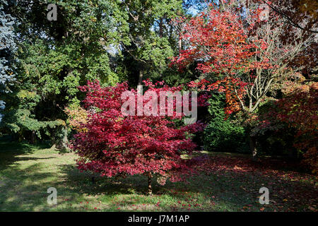 Il fogliame di autunno a Thorpe Perrow arboretum. Foto Stock