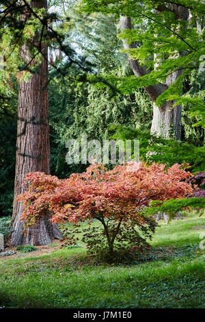 Il fogliame di autunno a Thorpe Perrow arboretum. Foto Stock