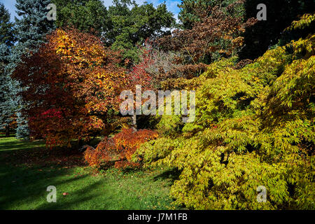 Il fogliame di autunno a Thorpe Perrow arboretum. Foto Stock