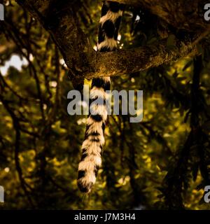 Splendida fauna africana Foto Stock