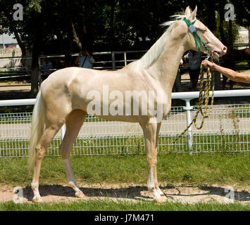 Ritratto di akhal-teke cavallo in hippodrome Pyatigorsk,Caucaso settentrionale. Foto Stock