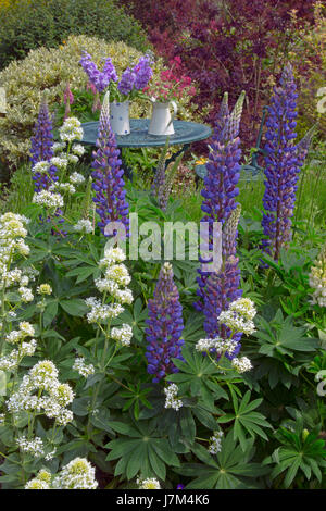 Lupini blu e bianca fioritura di valeriana in primo piano nel giardino di campagna con un abbondanza di piante e fiori. Foto Stock