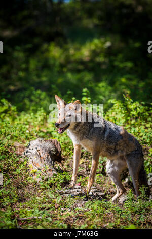 Canis latrans Foto Stock