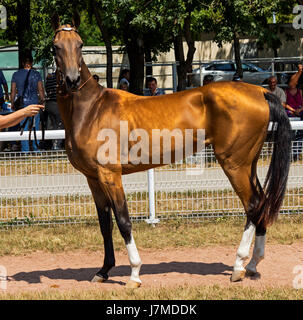Ritratto di bella akhal-teke cavallo Foto Stock