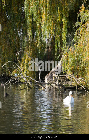 Scene dal sito del Wildfowl and Wetlands Trust estate in Slimbridge,Gloucestershire,Inghilterra Foto Stock