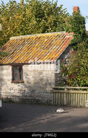 Scene dal sito del Wildfowl and Wetlands Trust estate in Slimbridge,Gloucestershire,Inghilterra Foto Stock