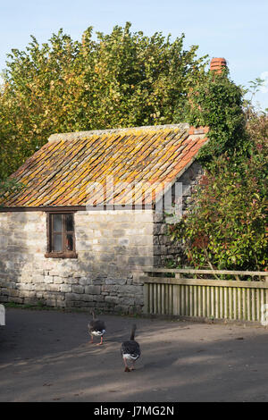 Scene dal sito del Wildfowl and Wetlands Trust estate in Slimbridge,Gloucestershire,Inghilterra Foto Stock