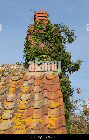 Scene dal sito del Wildfowl and Wetlands Trust estate in Slimbridge,Gloucestershire,Inghilterra Foto Stock