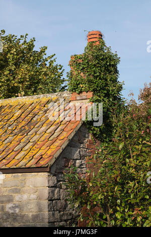 Scene dal sito del Wildfowl and Wetlands Trust estate in Slimbridge,Gloucestershire,Inghilterra Foto Stock