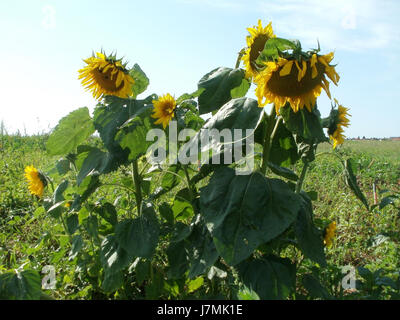Questa fotografia scattata il 2 agosto 2011 mostra un campo di girasoli a Plankstadt, Germania. La vivace esposizione di girasoli cattura la bellezza dei paesaggi rurali tedeschi durante la stagione estiva. Foto Stock
