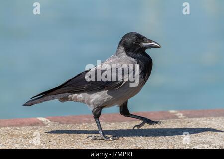 Giovani cornacchia mantellata bird a piedi Foto Stock