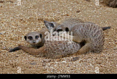 Meerkats Slender-Tailed (suricata suricatta) Foto Stock