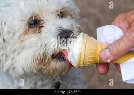 Il Bichon Frise un allegro, piccolo cane di razza con un amore di malincuore e un sacco di amore per dare godere di un gelato in un caldo giorno di maggio a Lytham St Annes, Regno Unito Foto Stock