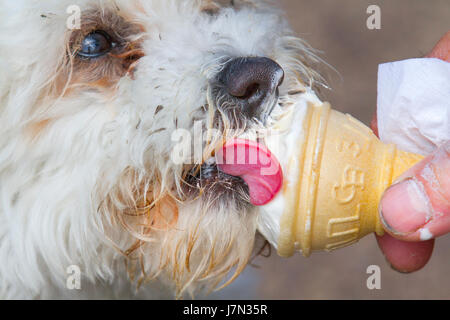 Il Bichon Frise un allegro, piccolo cane di razza con un amore di malincuore e un sacco di amore per dare godere di un gelato in un caldo giorno di maggio a Lytham St Annes, Regno Unito Foto Stock