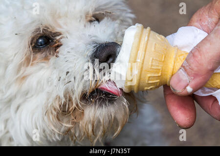 Il Bichon Frise un allegro, piccolo cane di razza con un amore di malincuore e un sacco di amore per dare godere di un gelato in un caldo giorno di maggio a Lytham St Annes, Regno Unito Foto Stock