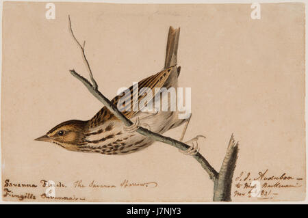 Questo dipinto ad acquerello di John James Audubon, creato nel 1831, raffigura un Finch di Savannah. Audubon era rinomato per i suoi studi dettagliati sugli uccelli nordamericani, e questo pezzo fa parte della sua iconica collezione di illustrazioni di uccelli. Foto Stock