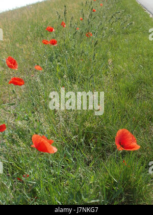 La fotografia del 22 maggio 2012 raffigura un vivace campo di papaveri (Mohnblumen) a Hockenheim, in Germania. L'immagine cattura i fiori rossi luminosi contro un cielo limpido, evidenziando la bellezza e il fascino naturale del paesaggio durante la stagione primaverile. I papaveri sono un simbolo di memoria e spesso fioriscono nei campi di tutta Europa. Foto Stock