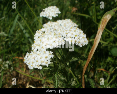 Lo Schafgarbe (Achillea millefolium), comunemente noto come yarrow, è una pianta erbacea che si trova ad Altlussheim, in Germania. È apprezzato per le sue proprietà medicinali e utilizzato nella medicina tradizionale a base di erbe. Foto Stock