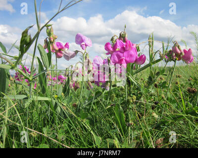 L'immagine del 31 luglio 2012 mostra un campo o prato (Wiese) a Plankstadt. La fotografia probabilmente raffigura il paesaggio rurale con erba verde, piante e paesaggi naturali in questa regione della Germania. Foto Stock
