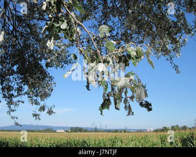 Questa immagine mostra il Silberpappel, o pioppo d'argento, una specie di albero che si trova in varie parti d'Europa. Conosciuto per le sue caratteristiche foglie color argento e la sua natura in rapida crescita, il Silberpappel è comunemente usato nella silvicoltura e nell'architettura paesaggistica. Foto Stock