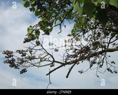 Questa immagine mostra una vista degli alberi di Paulownia a Hockenheim, Germania. Gli alberi sono noti per la loro rapida crescita e i grandi fiori viola, che sono visibili in questa foto, che dimostrano la bellezza di questi alberi nella regione. Foto Stock