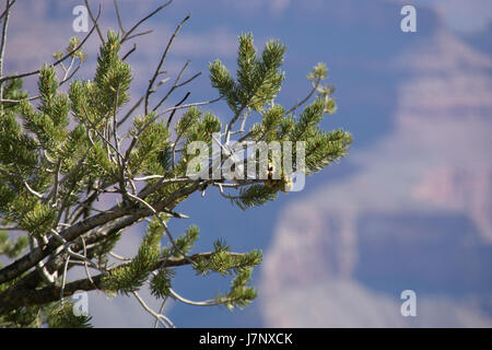 Questa immagine mostra un Poecile gambeli, o Mountain Chickadee, osservato a Mather Point nel Grand Canyon, Arizona. La specie è originaria del Nord America ed è conosciuta per il suo caratteristico berretto nero e le macchie di guancia bianca. Foto Stock