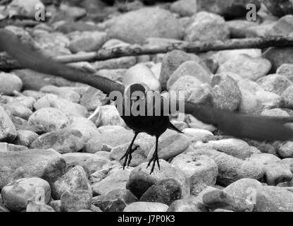 Crow tenendo fuori dal contesto roccioso Foto Stock