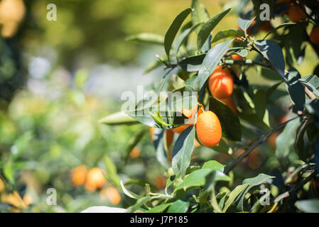 Kumquat frutta vicino sul verde ramo di albero e foglie, messa a fuoco selettiva e copia spazio sulla sinistra Foto Stock