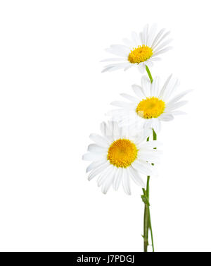 Tre fiori di Сhamomiles ( Ox-Eye Daisy ) isolati su sfondo bianco Foto Stock