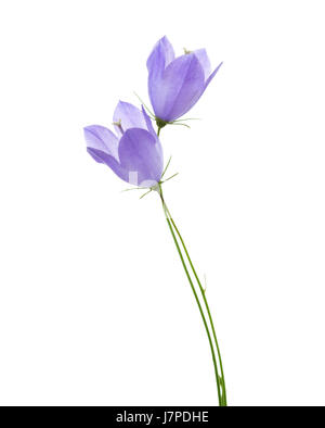 Due campanule isolato su bianco. Foto Stock
