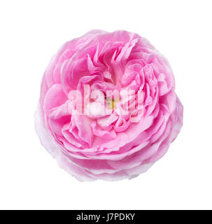 Luce rosa rosa isolato su bianco. Rosa Tea Foto Stock
