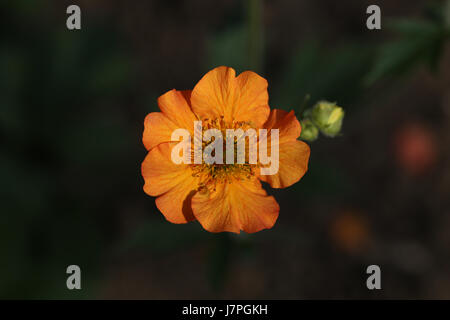 Geum "Totalmente Tangerine' la fioritura delle piante in un giardino estivo confine. I fiori della pianta Geum sono particolarmente attraenti per impollinatori. Foto Stock