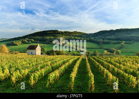 Francia, Cote d'Or, Alise-Sainte-Reine, vigneto e vigneto hut Foto Stock