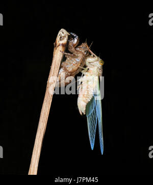 Cicala moulting ed emergenti dalla sua esoscheletro, estremo Nord Queensland, FNQ, QLD, Australia Foto Stock