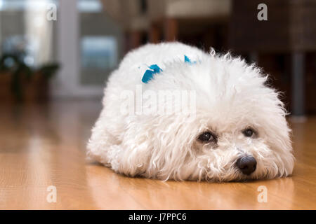 Cane bichon frise sdraiato sul pavimento della sua casa, da soli, aspettando il suo proprietario. Foto Stock