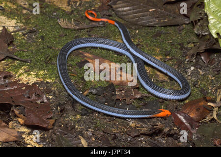 Corallo blu Snake Foto Stock