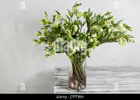 Bouquet di primavera l'elleboro fiori in un vaso. La molla floral still life con helleborus fiori. Home Decor naturale. Foto Stock