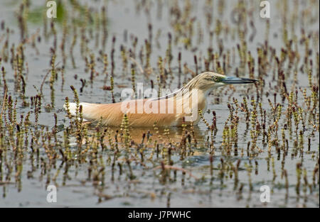 Sgarza ciuffetto Ardeola ralloides arroccato su erba piante reed in acqua di fiume Foto Stock