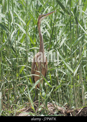 Airone cenerino ardea cinera stava su canne e piante in riva rurale scena Foto Stock