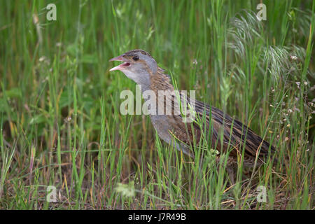 Re di quaglie (Crex crex) Corncrakes re di quaglie crakes Foto Stock