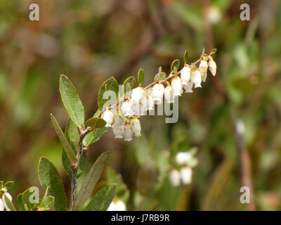 Cuoio fiore foglia al Catcha Lago Vicino Oriente Chezzetcook Nova Scotia Foto Stock