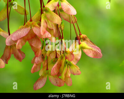 Fiori di acero a Meagher la concessione, Valle Musquodoboit Nova Scotia Foto Stock