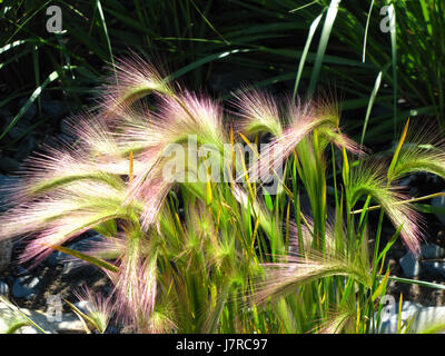 Erba Feathery vicino al litorale a est Chezzetcook NS Foto Stock