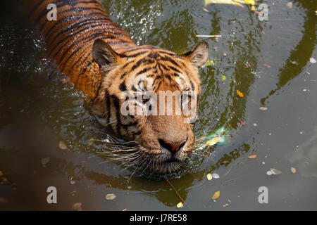 Un Royal tigre del Bengala a Dhaka Zoo bagno prende a battere il calore d'estate. Dacca in Bangladesh Foto Stock