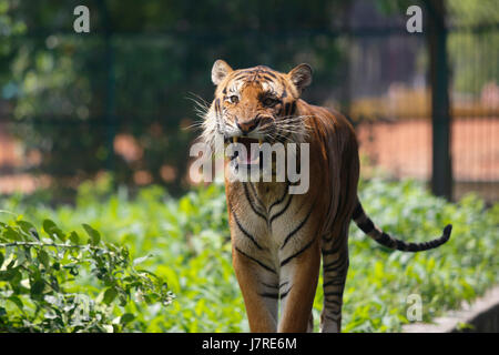 Un royal tigre del Bengala ta Zoo di Dhaka. Dacca in Bangladesh Foto Stock